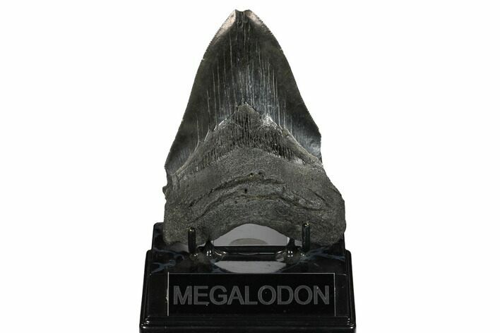 Fossil Megalodon Tooth - South Carolina #172258